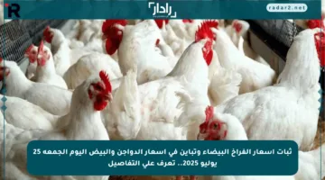 ثبات أسعار الفراخ البيضاء وتباين في أسعار الدواجن والبيض اليوم الجمعة 25 يوليو 2025.. تعرف على التفاصيل